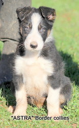 Tricolour male, Smooth to medium coat, border collie puppy